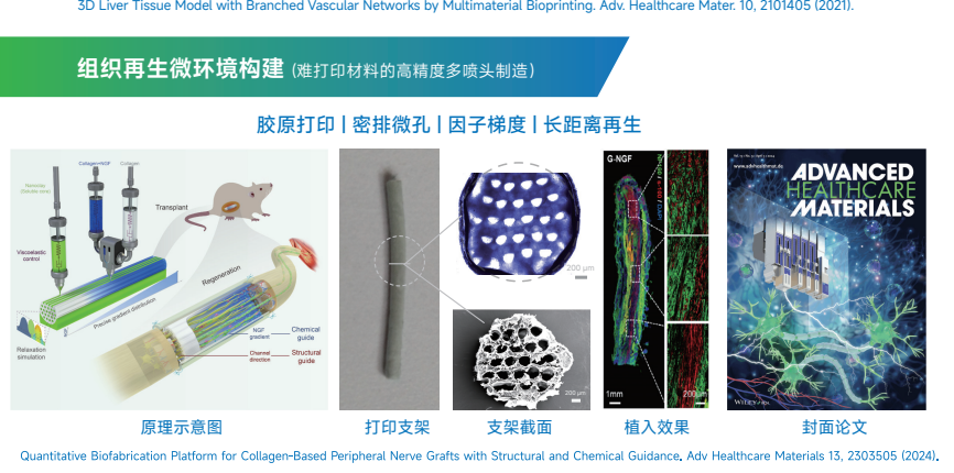组织再生微环境构建